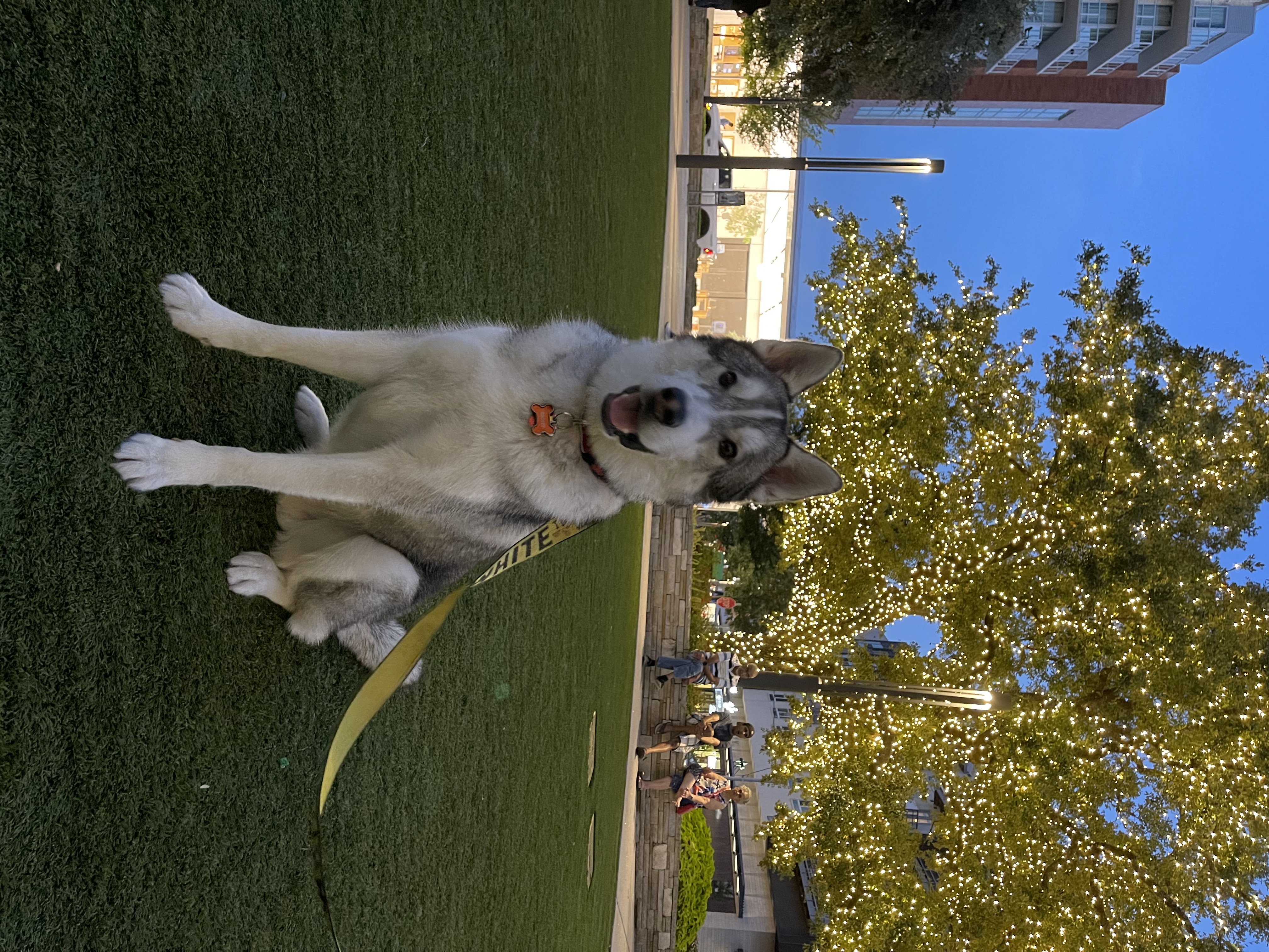 Rocket the service dog